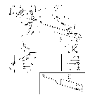 02C01 PEDAL, FOOT THROTTLE